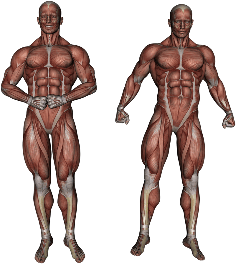 Muscular_ System_ Anatomy_ Illustration PNG Image