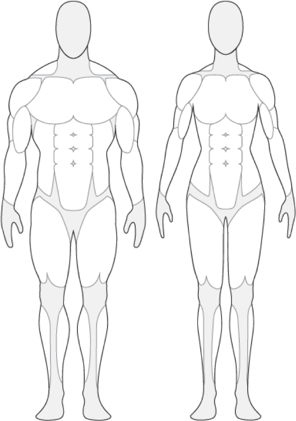 Muscular System Outline Frontand Back View PNG Image