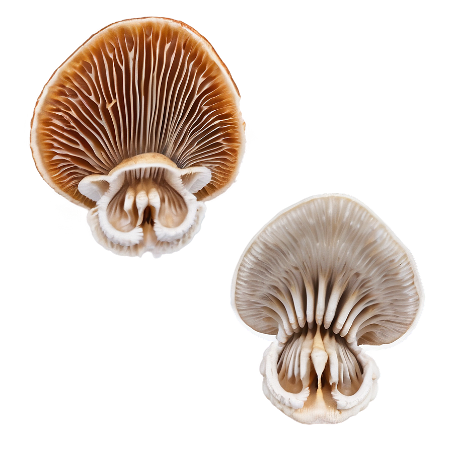 Mushroom Gills Png Tfk51 PNG Image