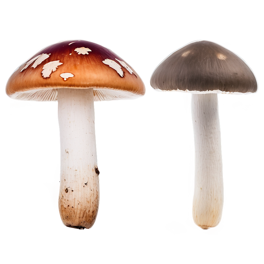 Mushroom Varieties Png 15 PNG Image