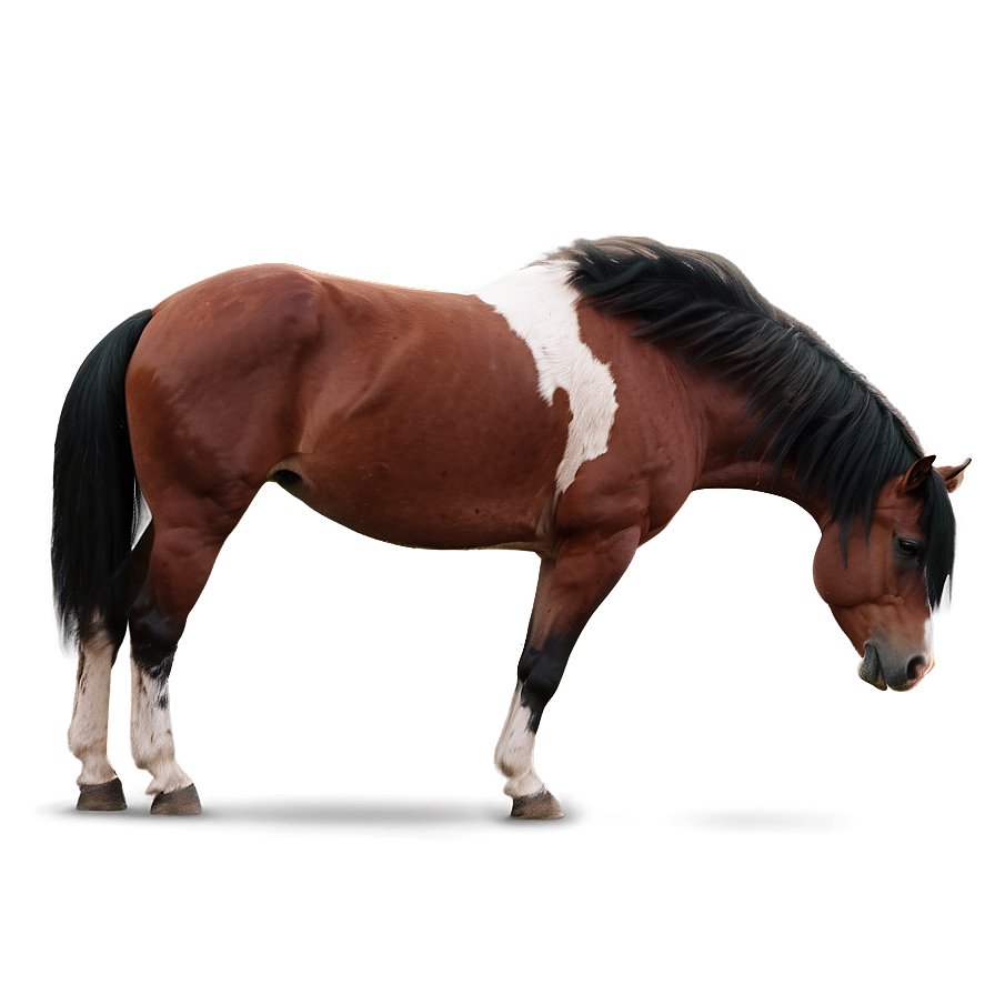 Mustang Horse Png Pxj PNG Image