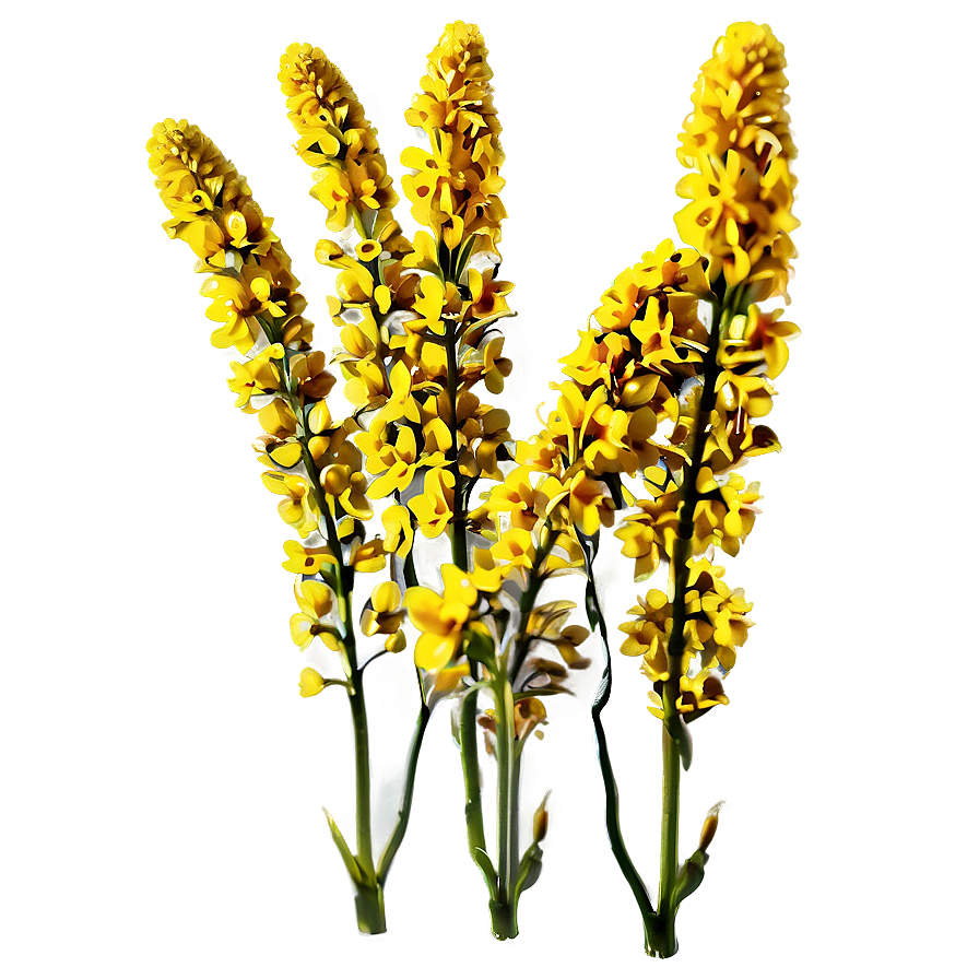 Mustard Field Png Sbf PNG Image