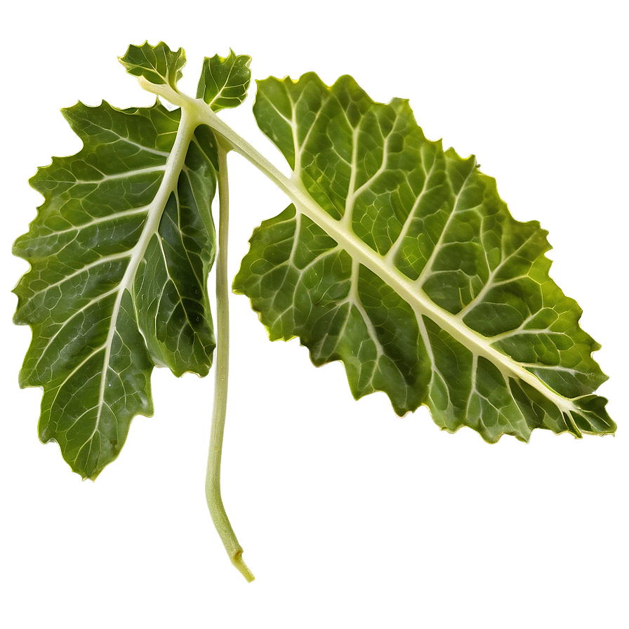 Mustard Leaves Png 91 PNG Image