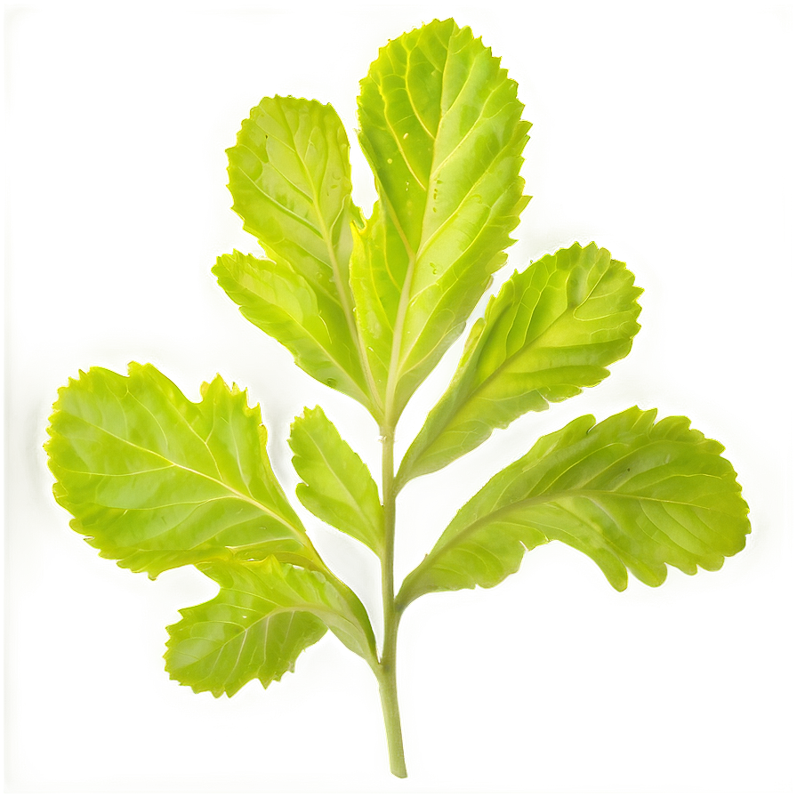 Mustard Leaves Png Ffh55 PNG Image