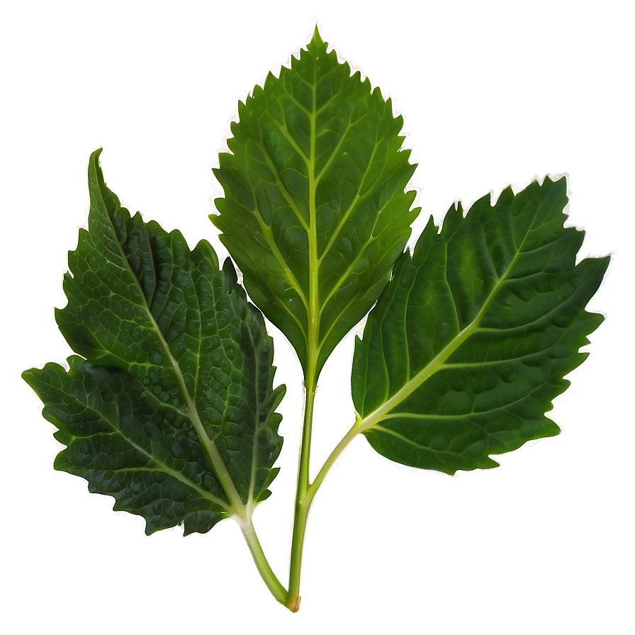 Mustard Leaves Png Vxy PNG Image