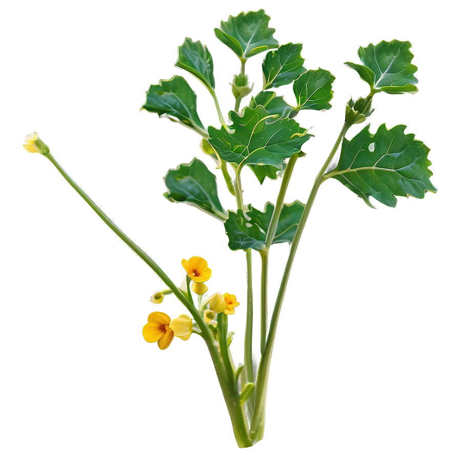 Mustard Plant Png 60 PNG Image