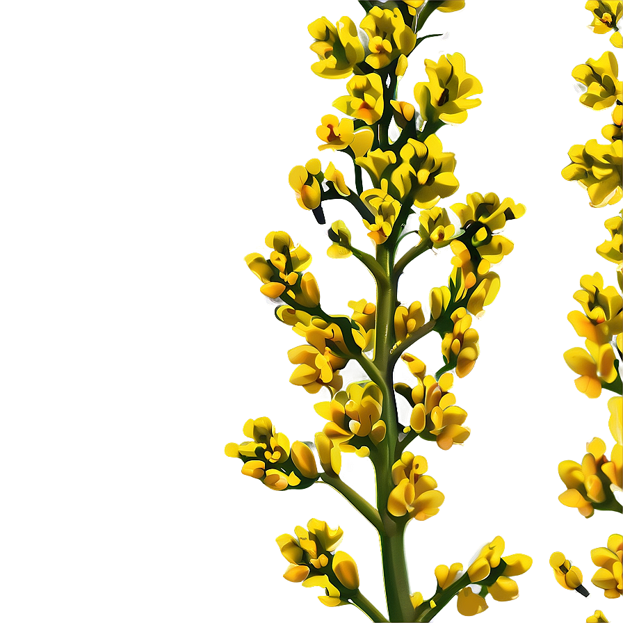 Mustard Plant Png Mth45 PNG Image