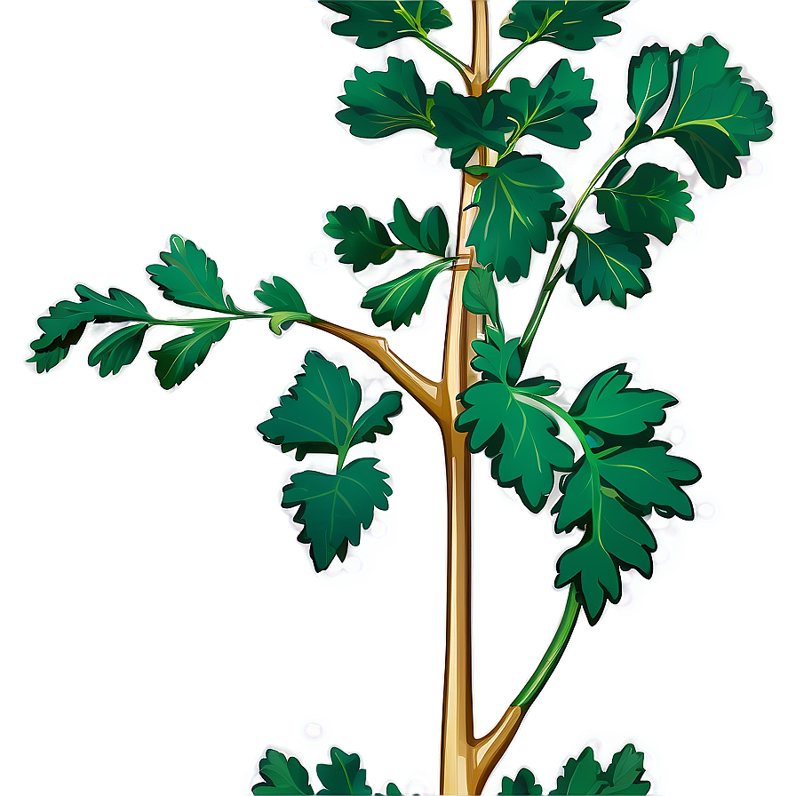 Mustard Seed Plant Png 05242024 PNG Image