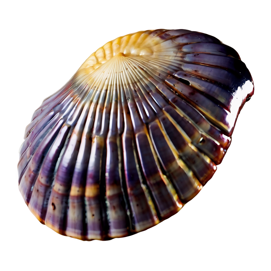 Mysterious Ancient Shell Png Ejd71 PNG Image