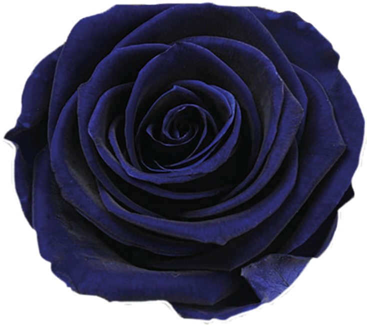 Mystic Blue Rose Closeup PNG Image