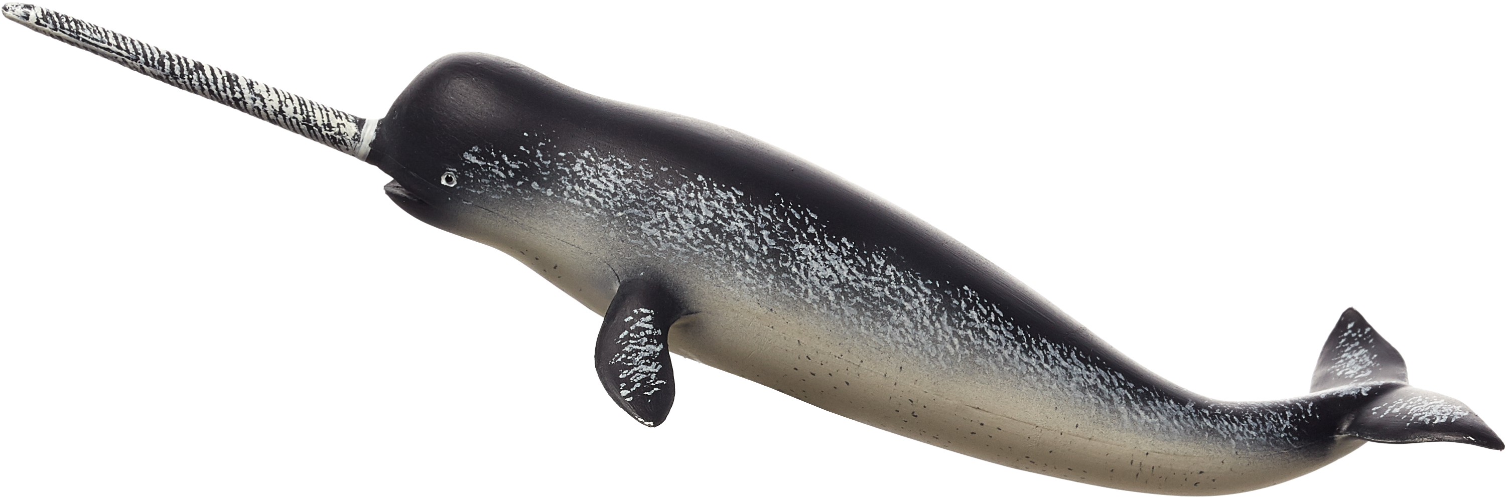 Narwhal Profilewith Tusk PNG Image