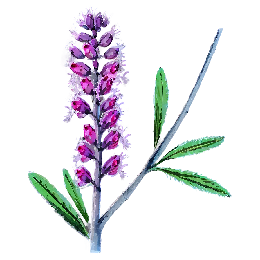 Native Plant Png Ael PNG Image