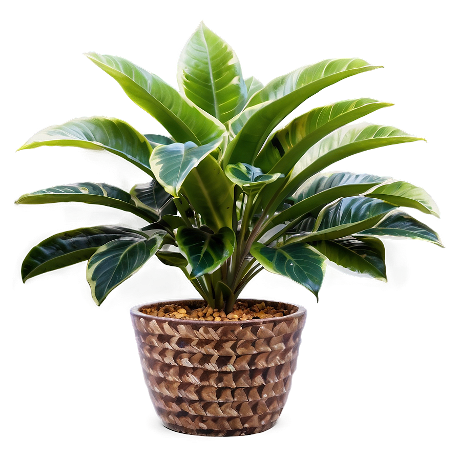 Natural Floor Plant Png Ync54 PNG Image