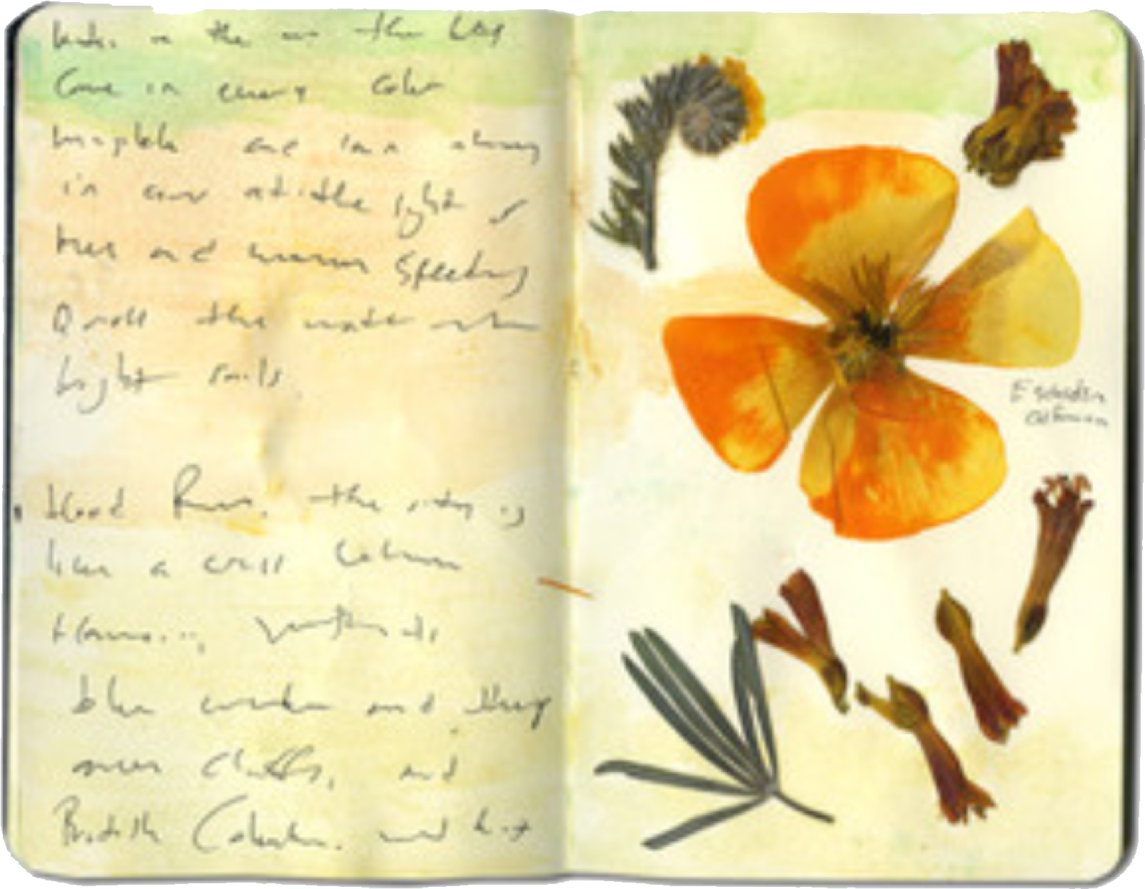 Nature Journal Page With Pressed Flower PNG Image