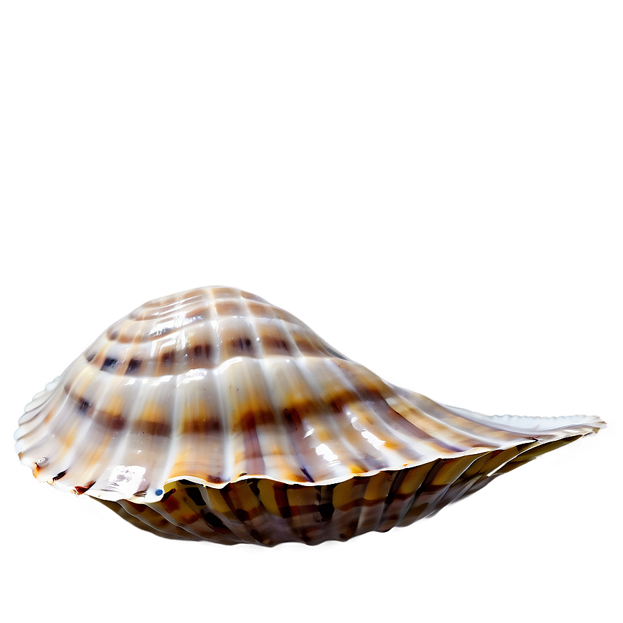 Nautical Clam Shell Png 06292024 PNG Image