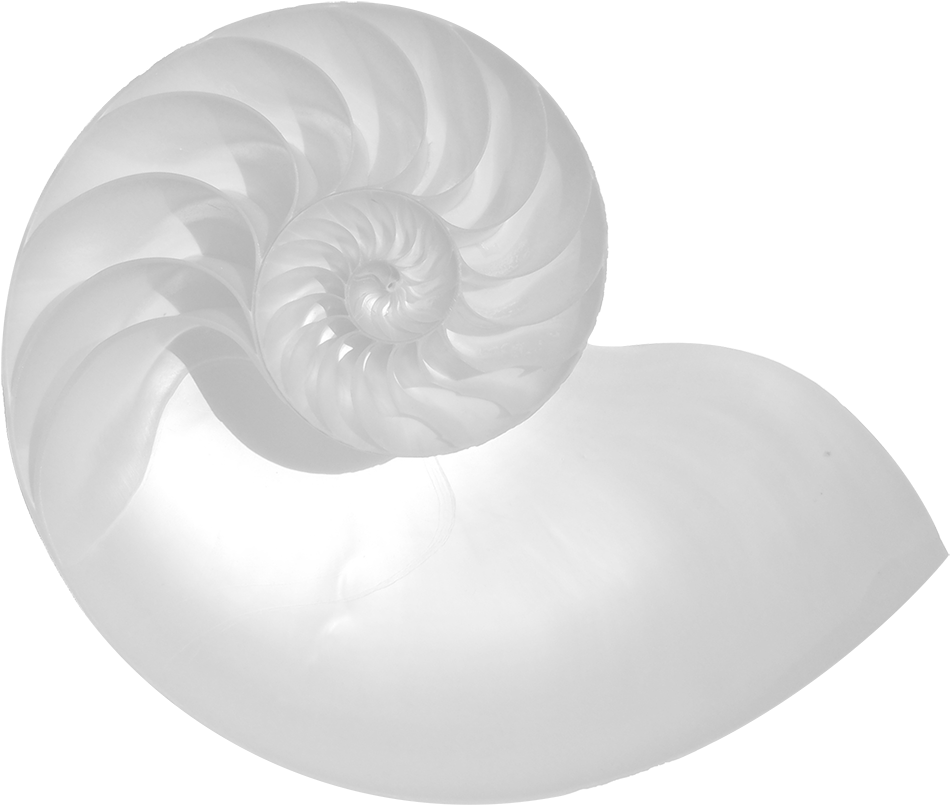 Nautilus Shell Golden Ratio Spiral PNG Image