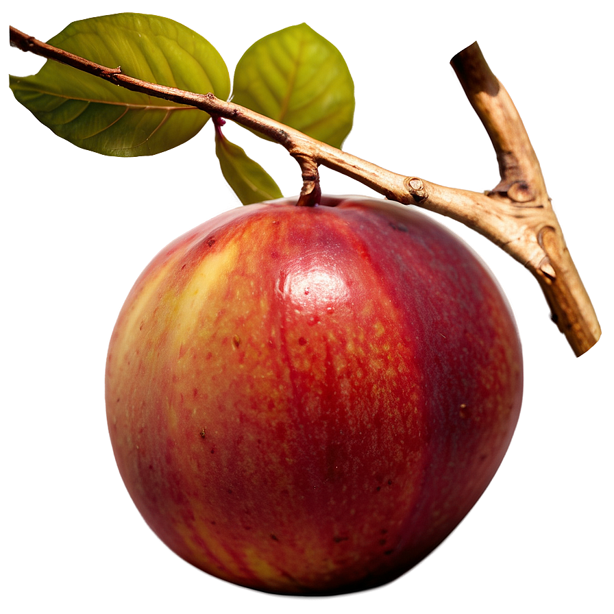 Nectarine Art Png Joa PNG Image