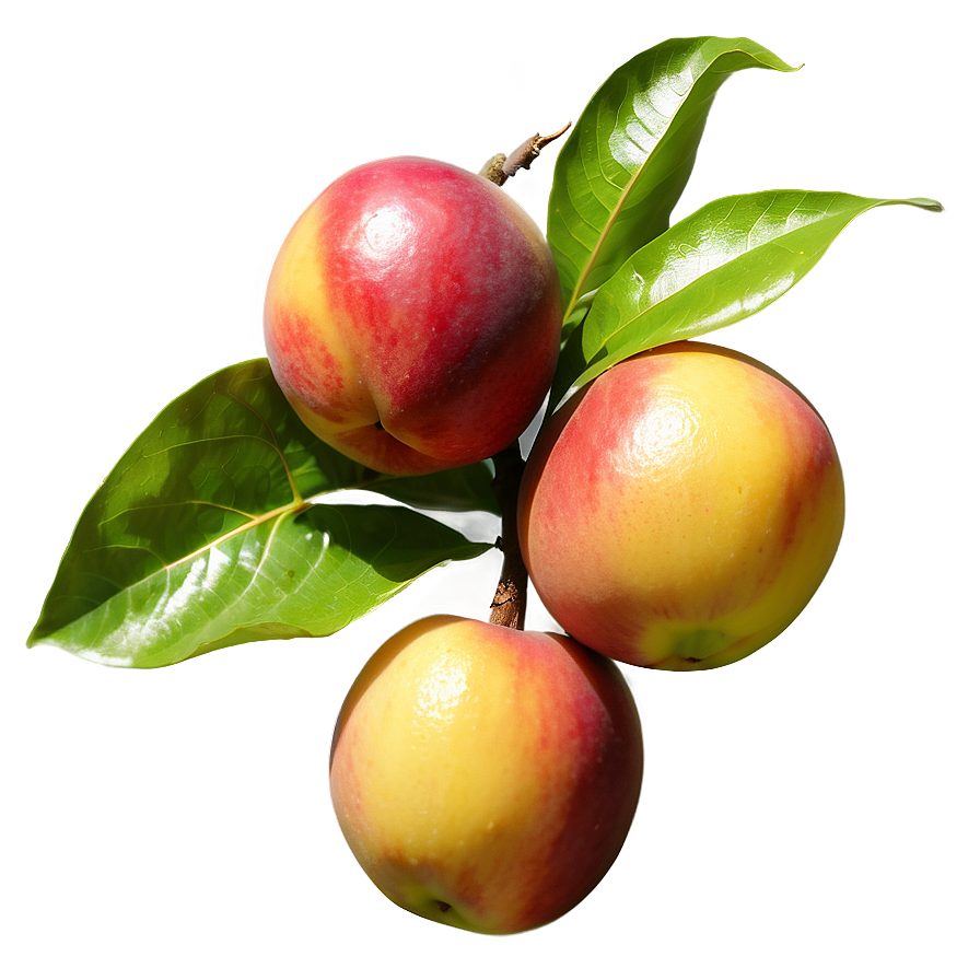 Nectarine On Tree Png 47 PNG Image