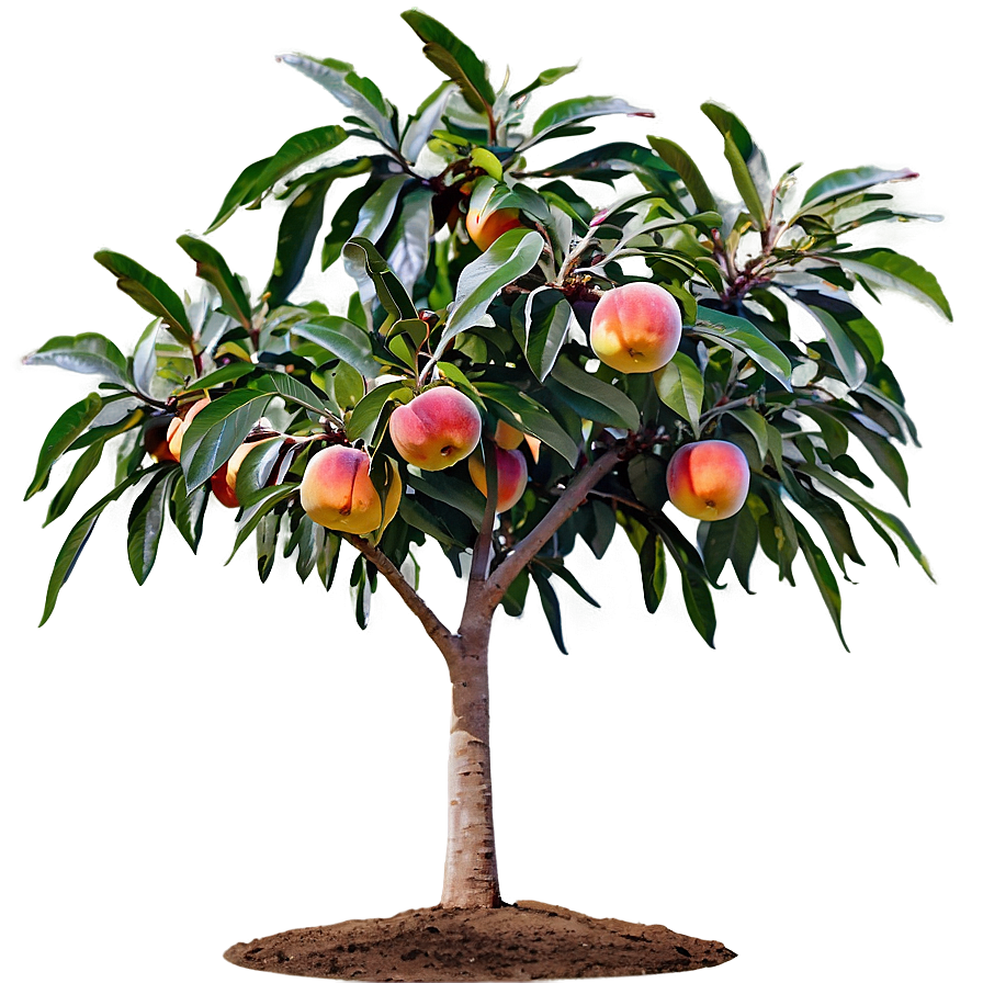 Nectarine Tree Png 59 PNG Image