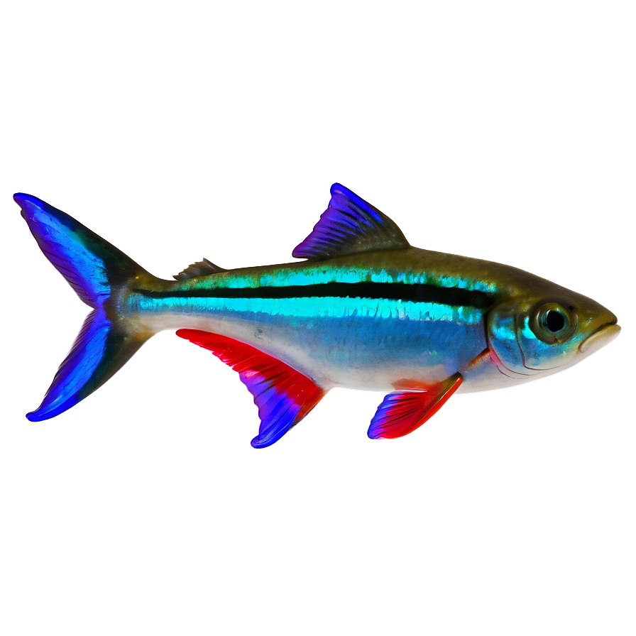 Neon Tetra Fish Transparent Png 05262024 PNG Image