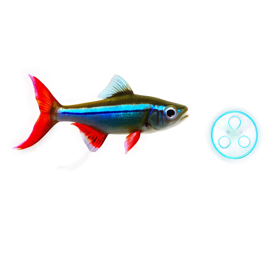 Neon Tetra Fish Transparent Png Bfe44 PNG Image