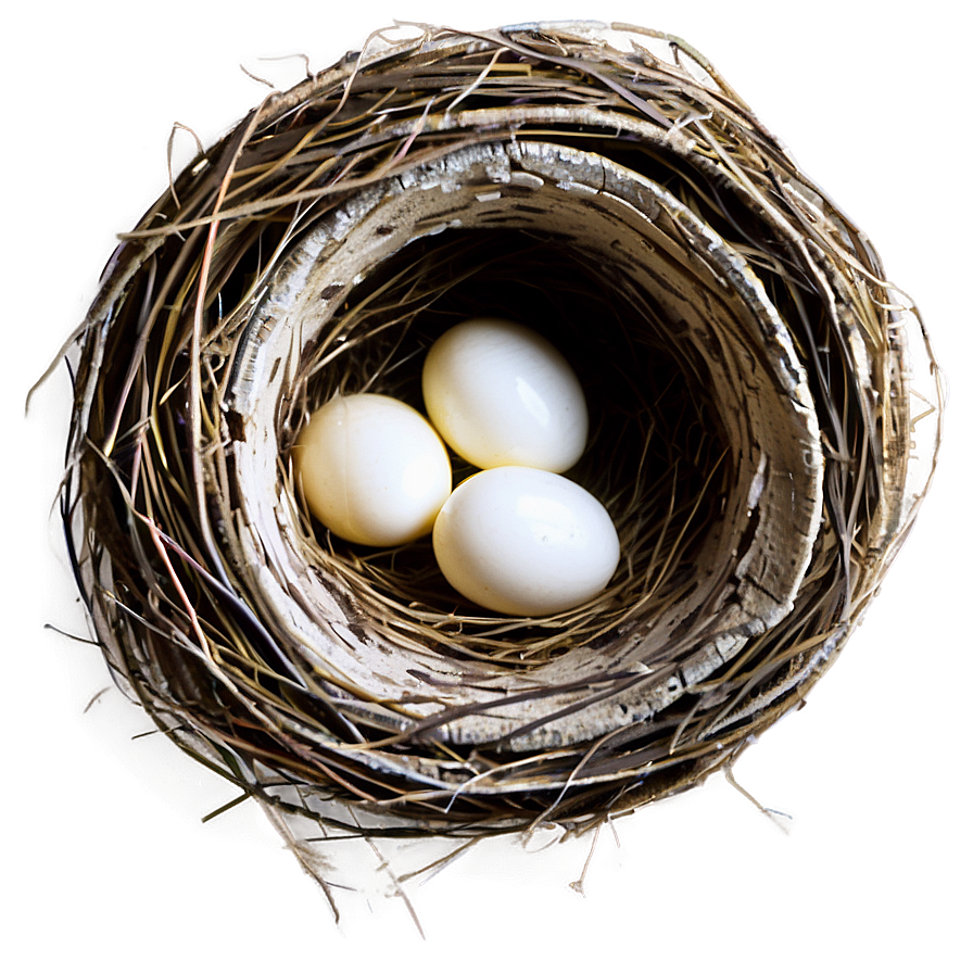 Nest Illustration Png Hwy83 PNG Image