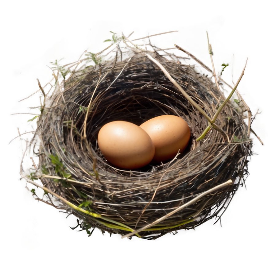 Nest In Meadow Png Tce14 PNG Image