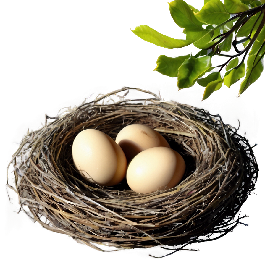 Nest In Spring Png 05252024 PNG Image