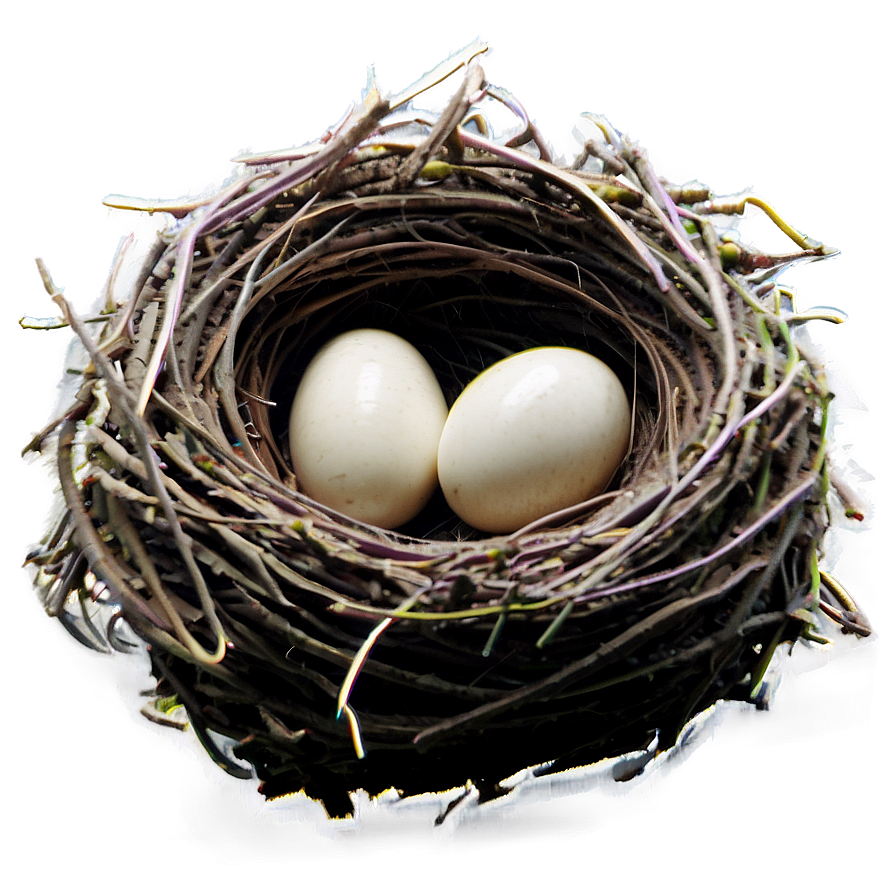 Nest On Ground Png Uxv PNG Image