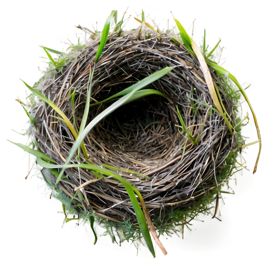 Nest With Morning Dew Png 20 PNG Image