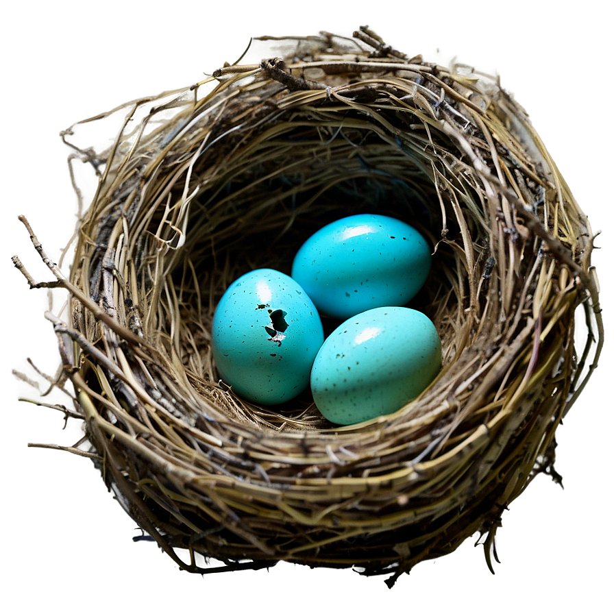 Nest With Robin Eggs Png Wov PNG Image