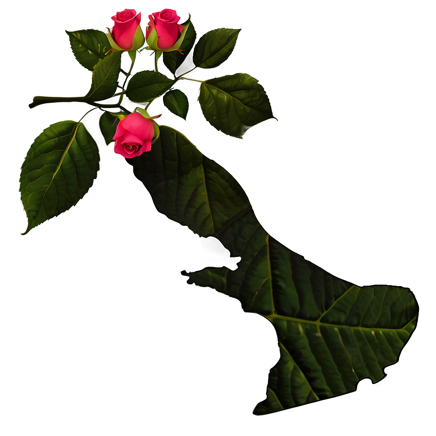 New York State Flower Rose Png Lcu PNG Image