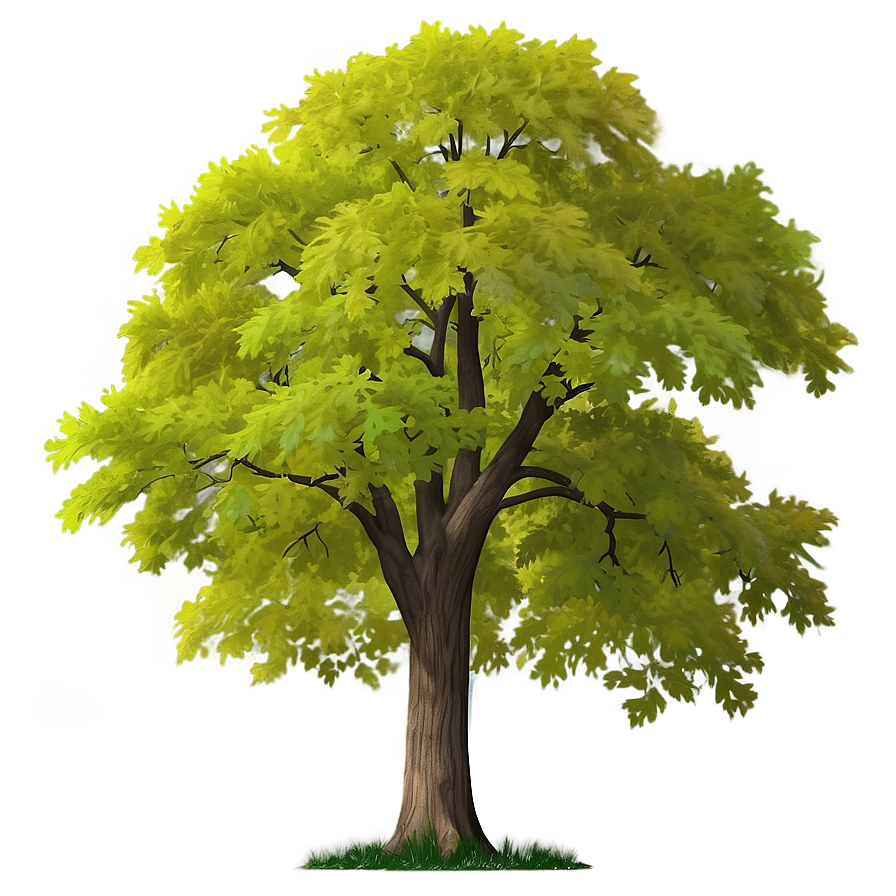 New York State Tree Sugar Maple Png 46 PNG Image