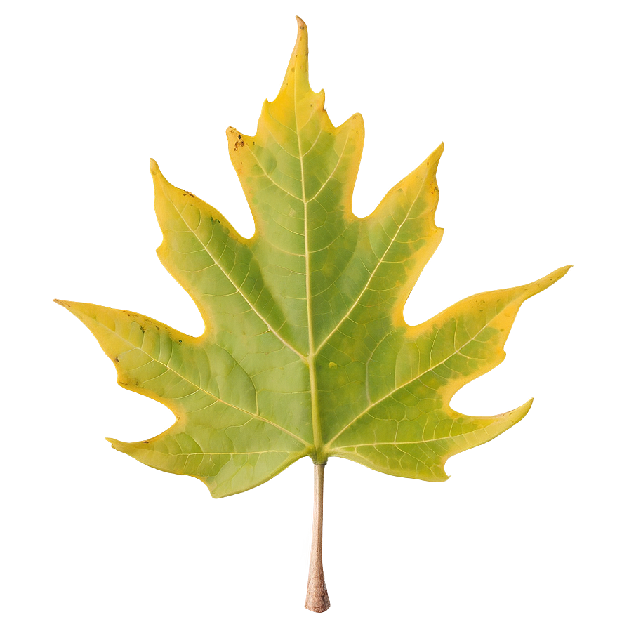 New York State Tree Sugar Maple Png Gmd PNG Image