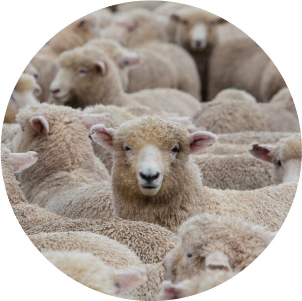 New Zealand Sheep Flock Circle PNG Image