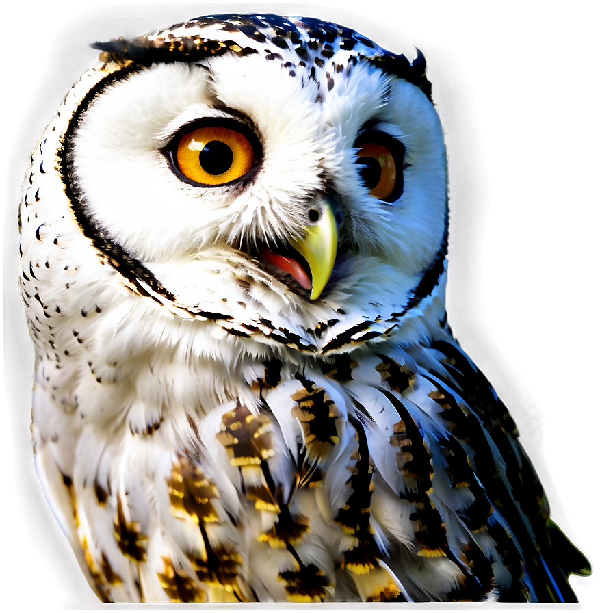 Night Owl Png Chv58 PNG Image