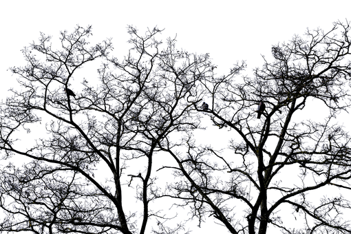 Nighttime Silhouetteof Trees PNG Image