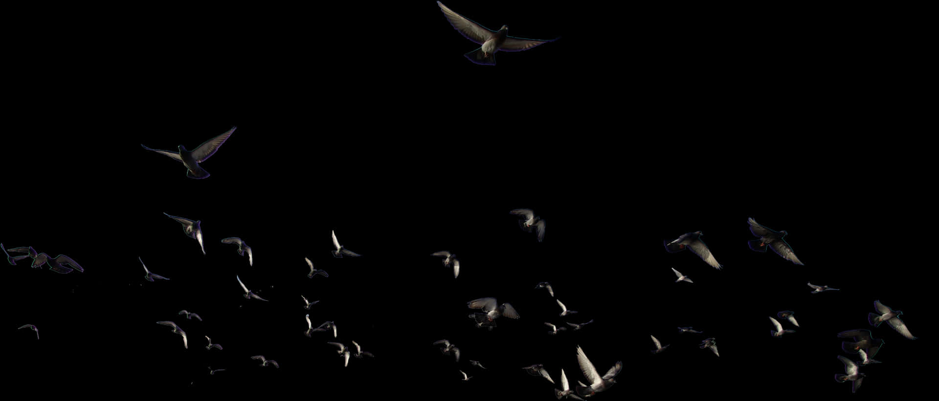 Nocturnal_ Flight_of_ Birds PNG Image