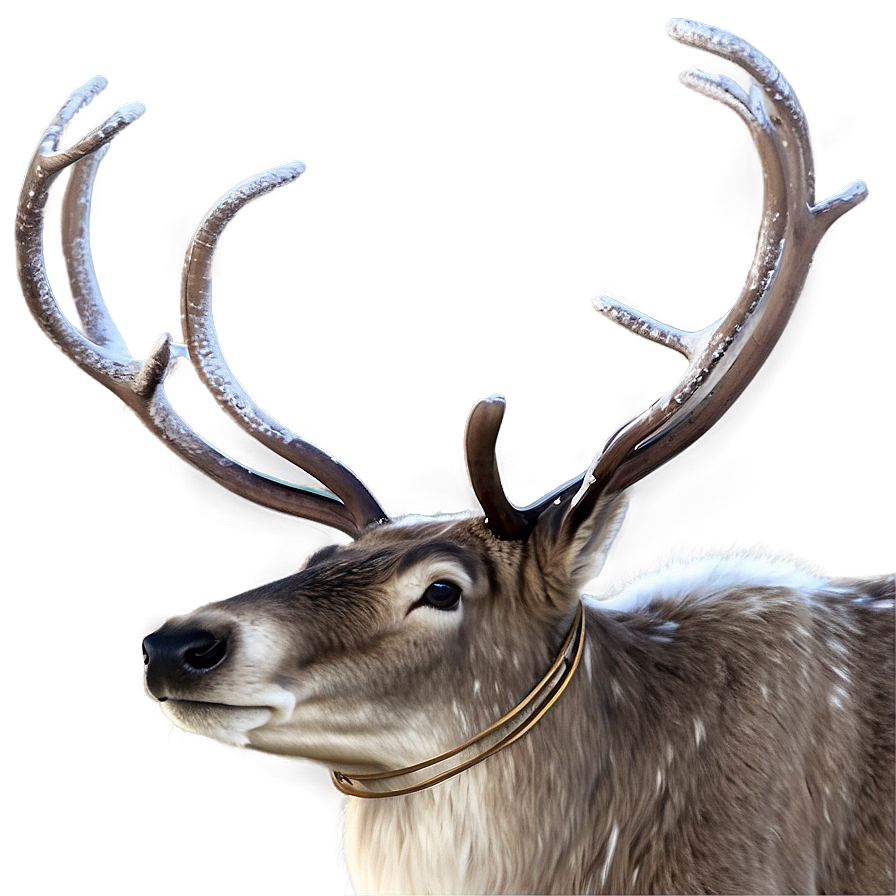 Nordic Reindeer Png 05212024 PNG Image