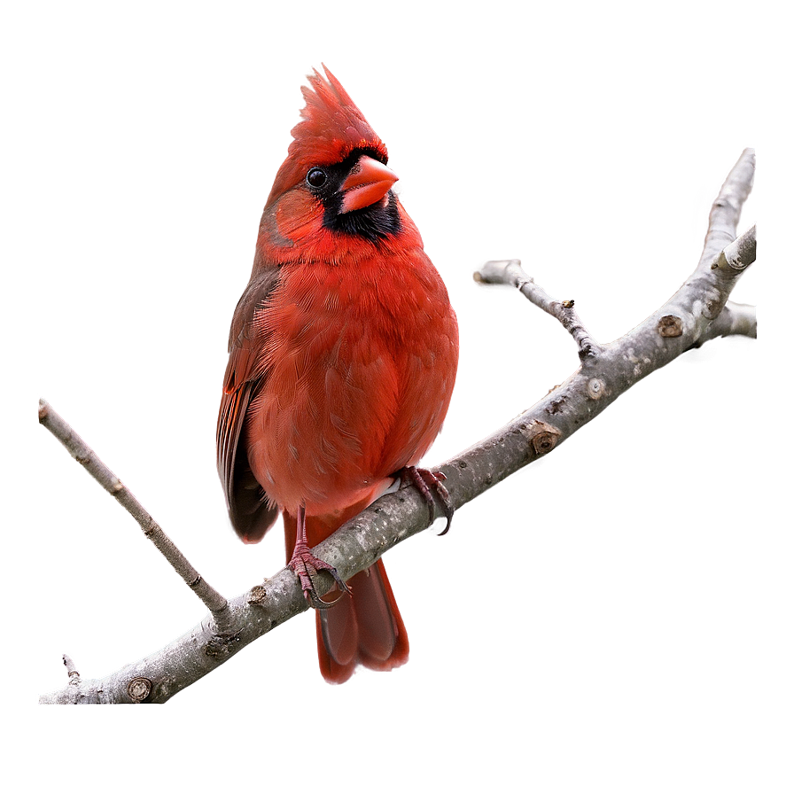 Northern Cardinal Male Png 27 PNG Image