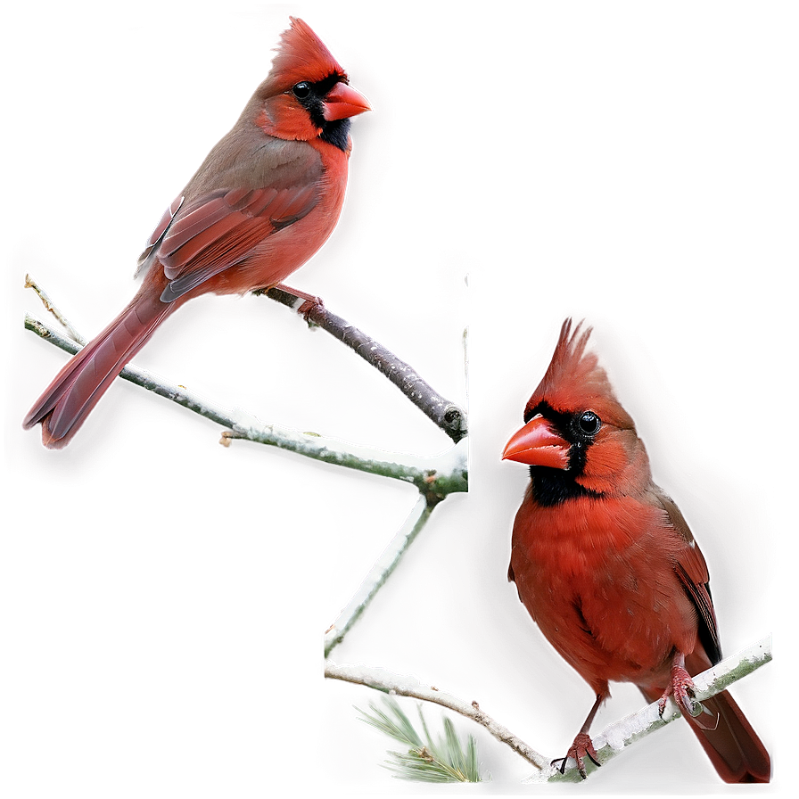 Northern Cardinal Png Kal4 PNG Image