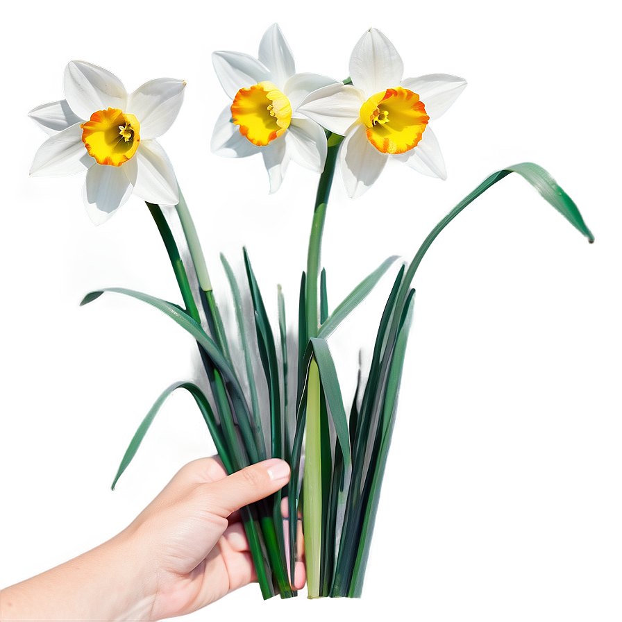 Nostalgic Narcissus Png 74 PNG Image