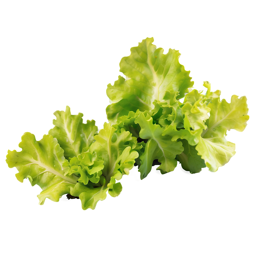 Oak Leaf Lettuce Png 05242024 PNG Image