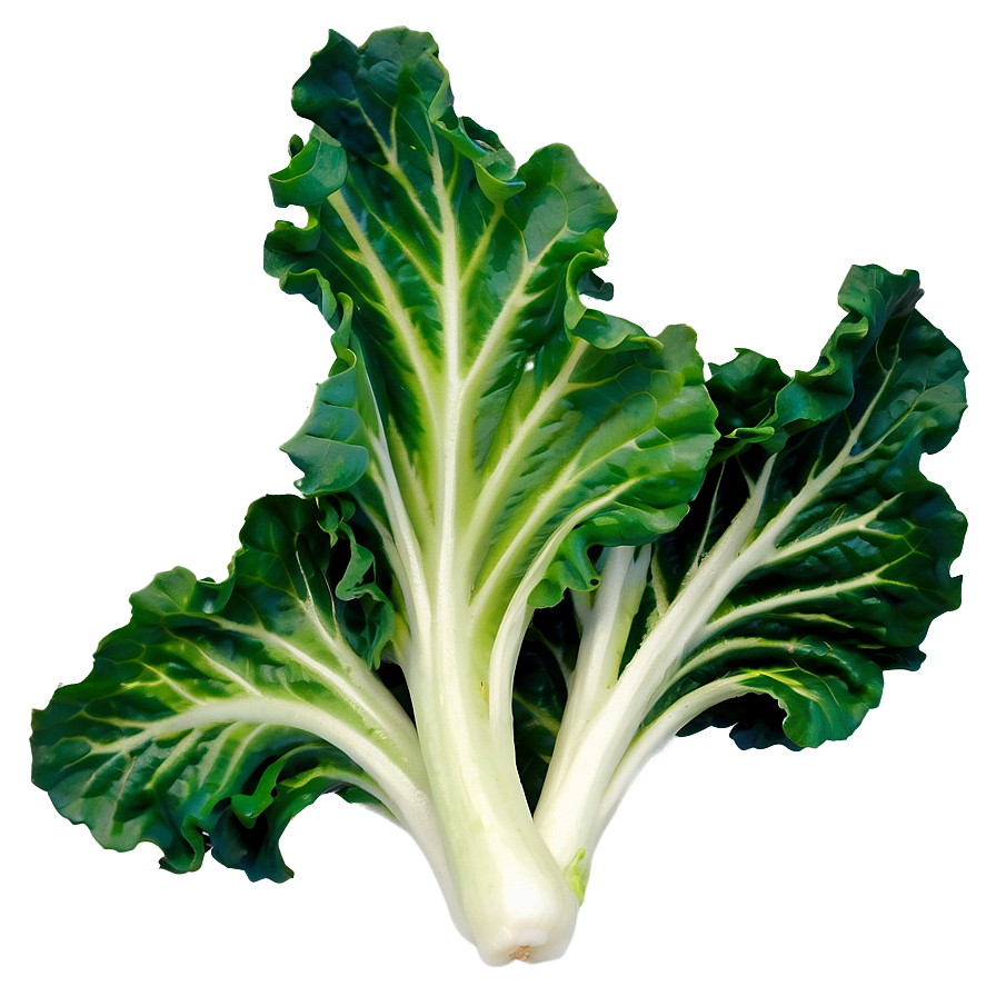 Oak Leaf Lettuce Png Qmq PNG Image