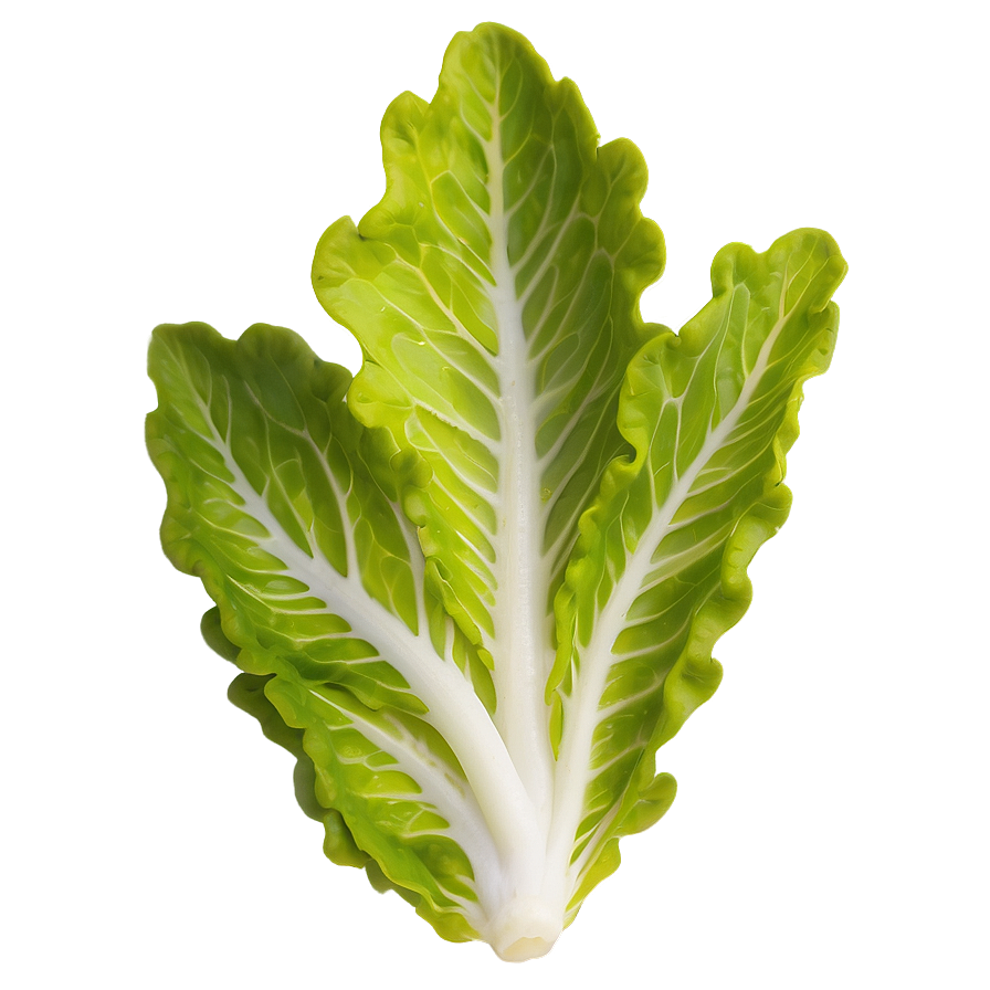 Oak Leaf Lettuce Png Ycr83 PNG Image