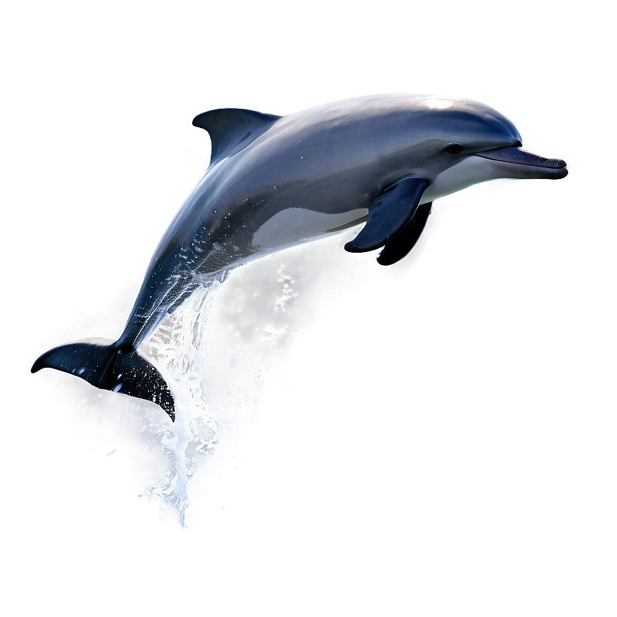 Ocean Dolphin Jump Png Dyt89 PNG Image