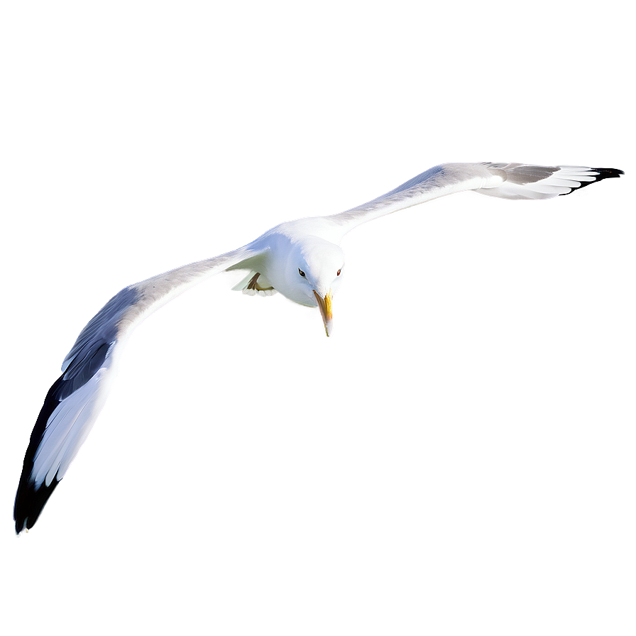 Ocean Seagulls Flying Png 50 PNG Image