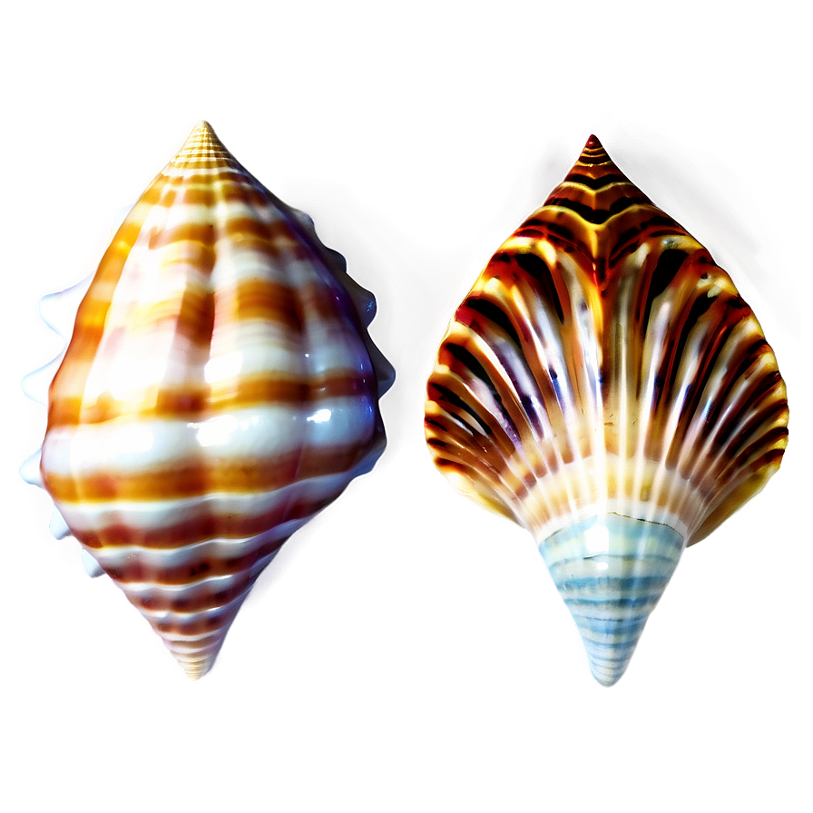 Ocean Seashell Collection Png 05212024 PNG Image