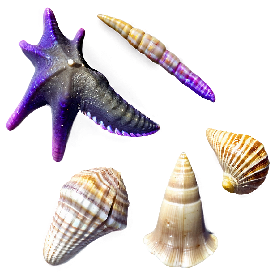 Ocean Seashell Collection Png Gxq62 PNG Image