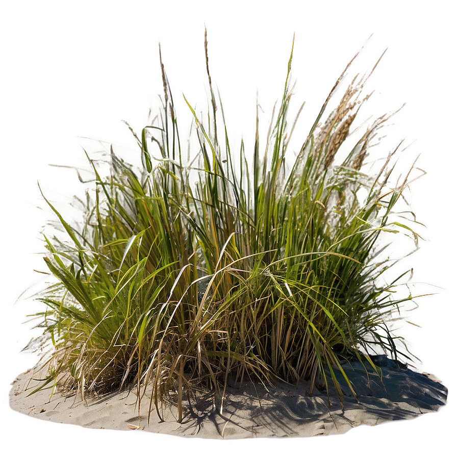 Oceanfront Dune Grass Png 76 PNG Image